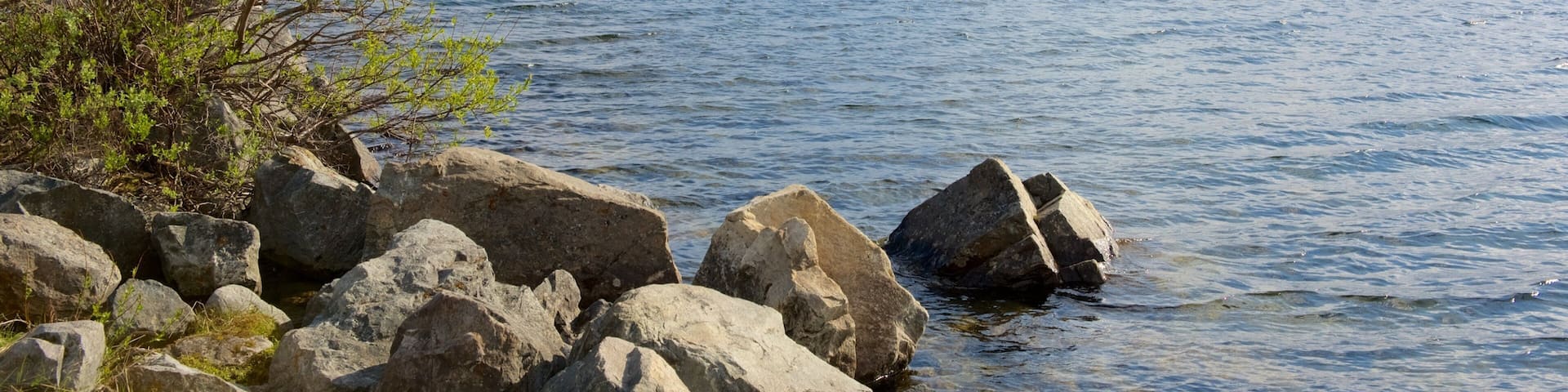 A rocky shoreline with a tree and a calm lake.