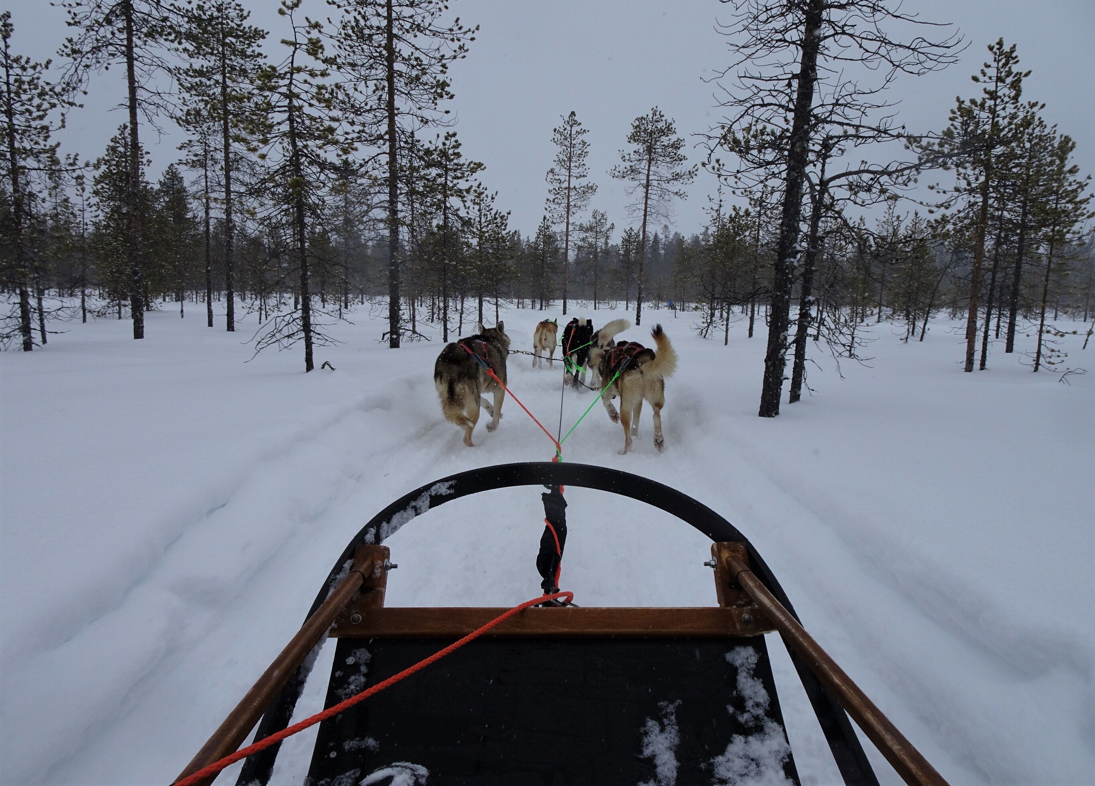 My Husky sledding trip. Just enjoying it.  #OntheRoad