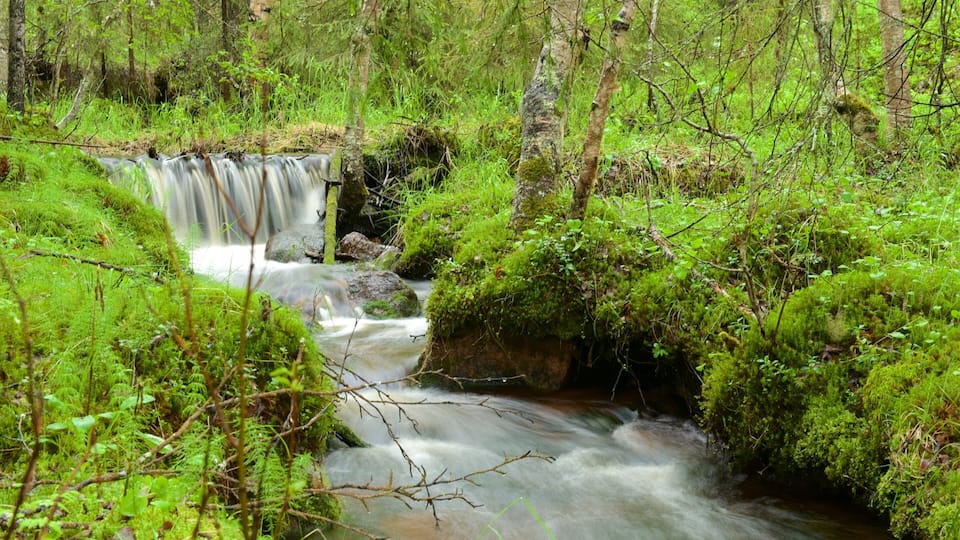 A small waterfall in a lush green forest.