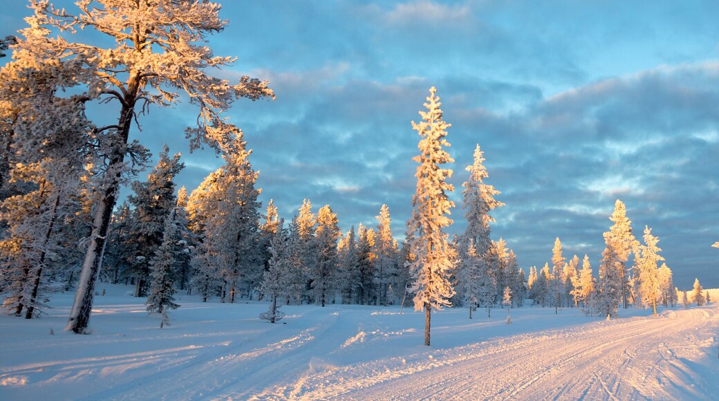 Snowy panoramic landscape, frozen trees in winter in Saariselka, Lapland, Finland