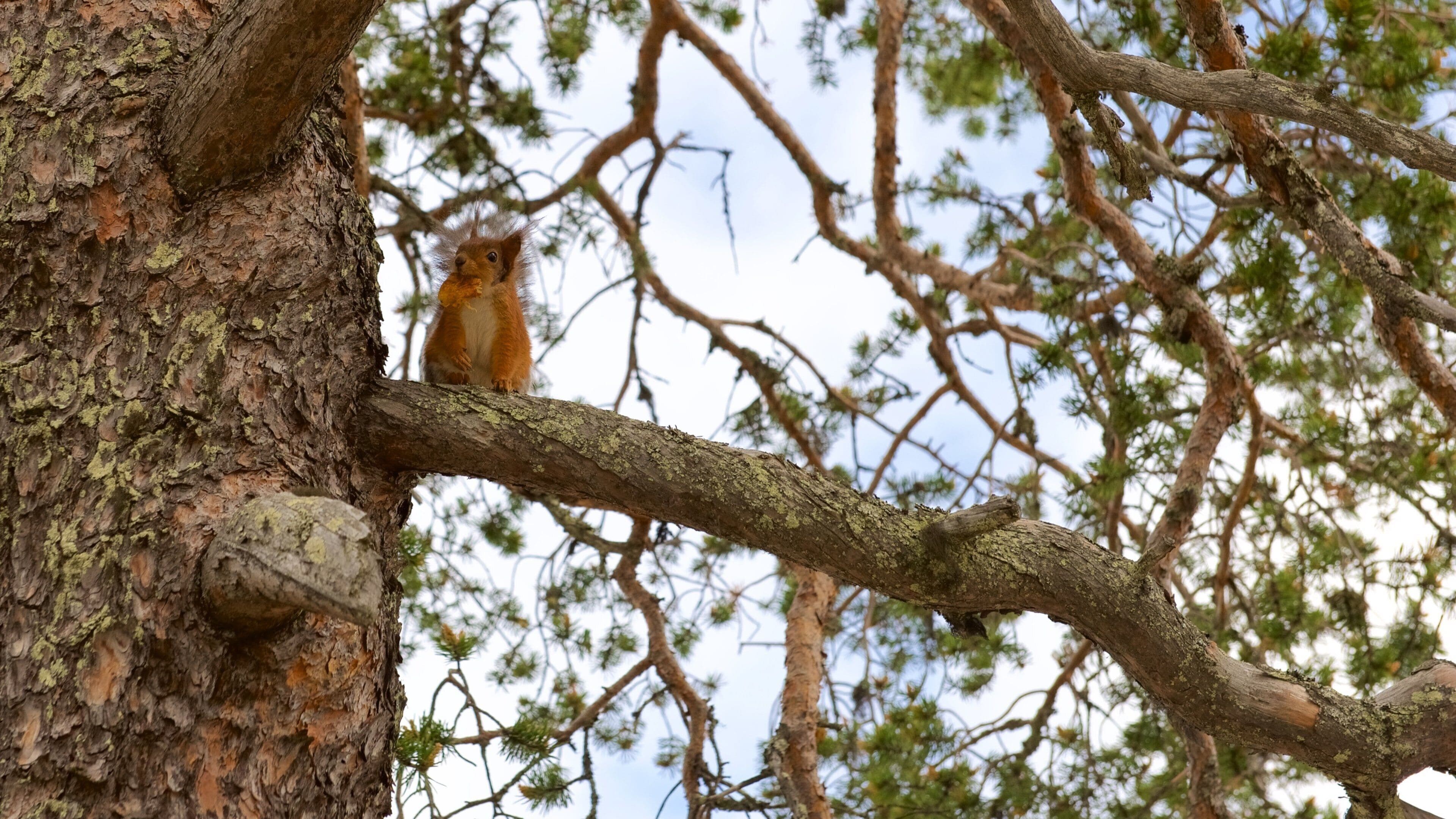 Saariselka which includes cuddly or friendly animals and forest scenes