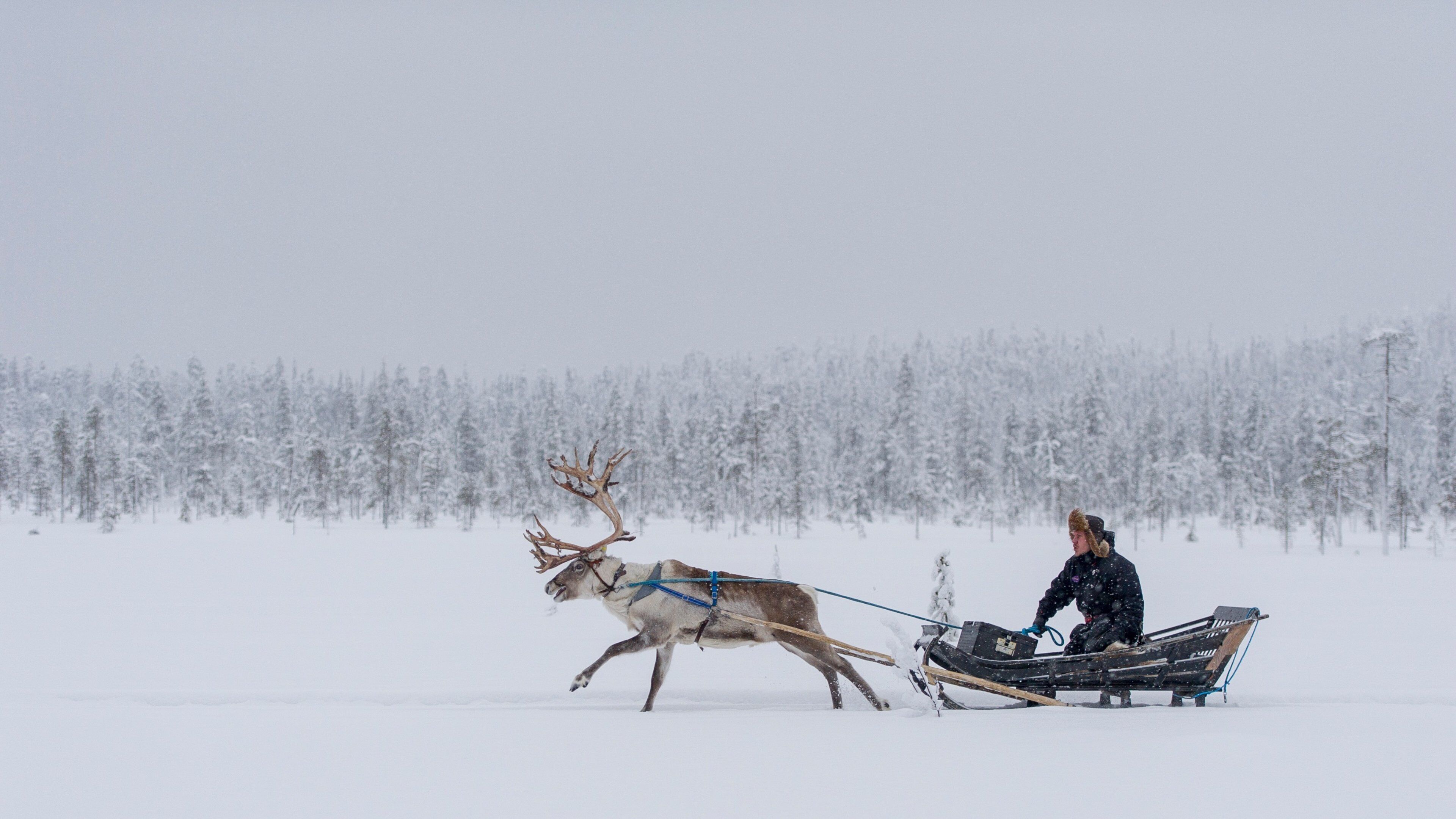 Salla showing land animals and snow