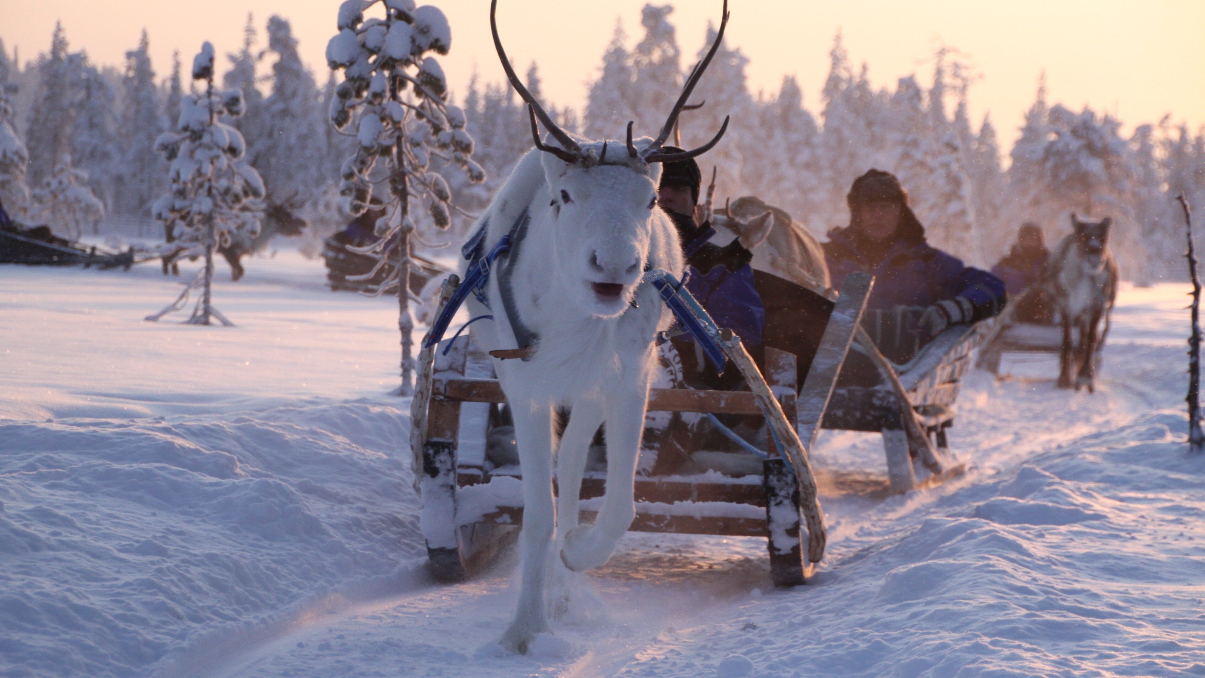 Salla which includes a sunset, snow and land animals
