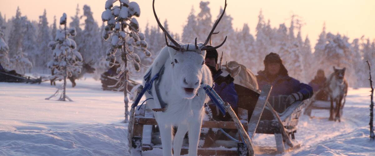 Salla que incluye una puesta de sol, nieve y animales terrestres
