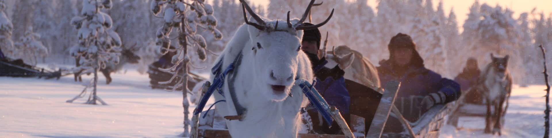 Salla featuring land animals, snow and a sunset