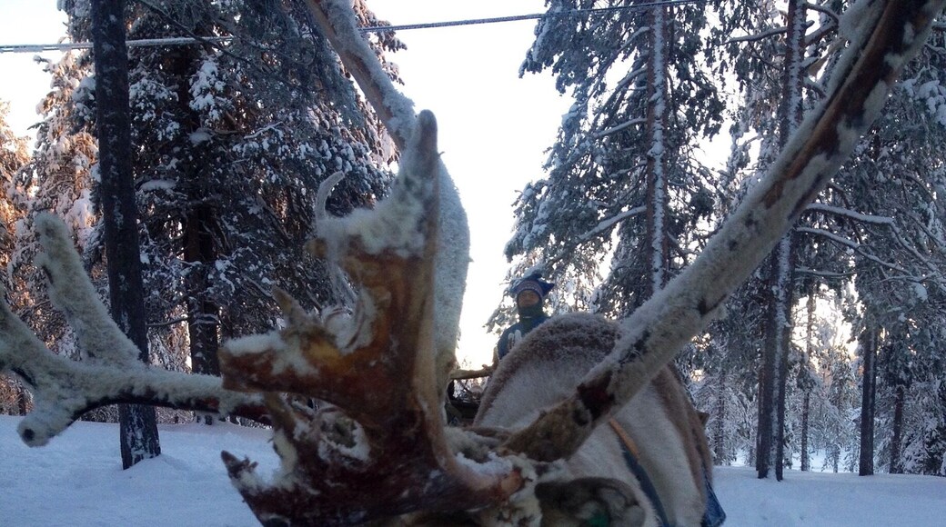 How cute is my little friend? His name is Lika and he took us on An amazing trip through the beautiful landscape of Lapland #lapland #finland #salla