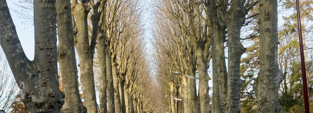 This file was uploaded with Commonist. Allée des platanes à Varces