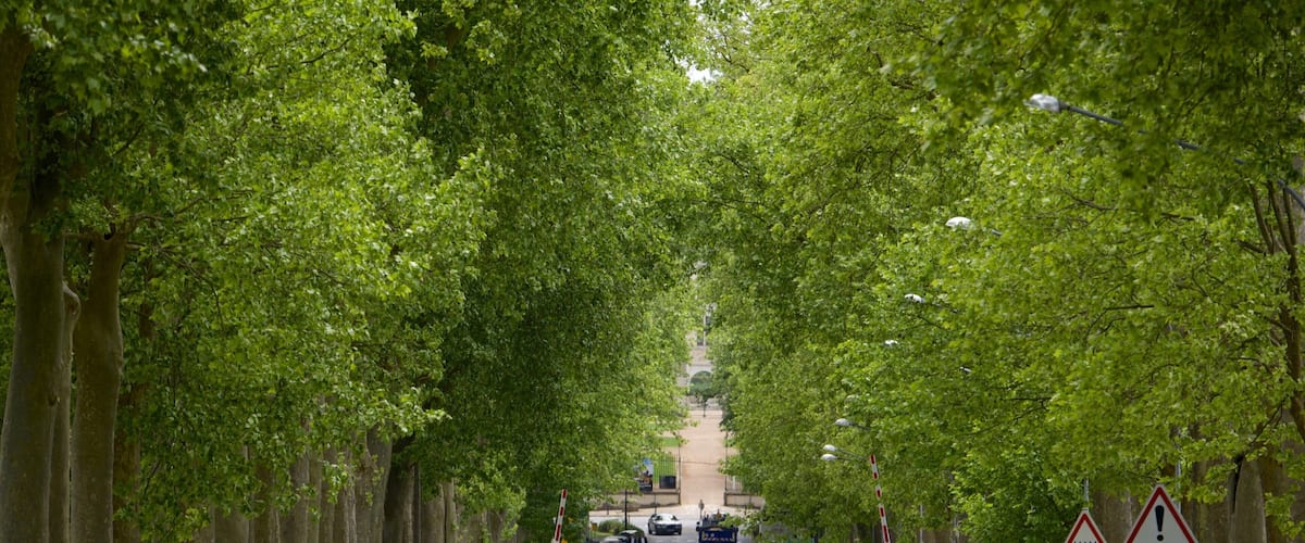 A tree-lined street with cars, a stop sign, and various road signs including a pedestrian crossing and a disabled parking sign.