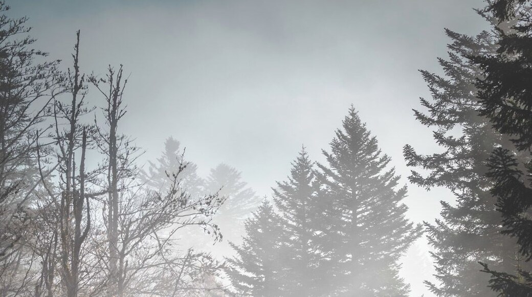 Just 'behind' the Belle Hutte there's a mountain with a nice path to walk. If you're lucky you might just catch some early sunrays poking through the fog 😍