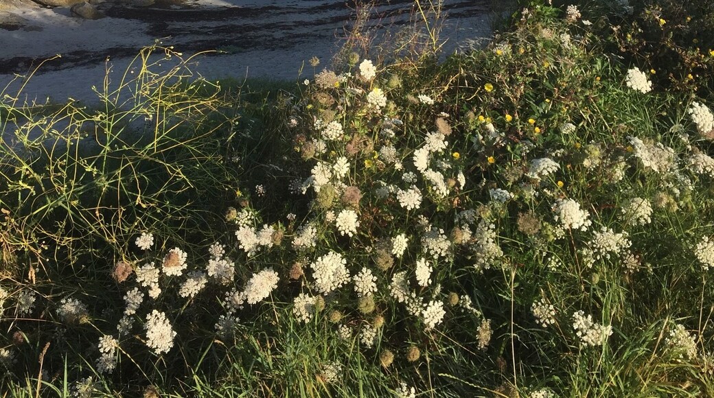 Lovely path around the rocky coast past numerous sandy bays.