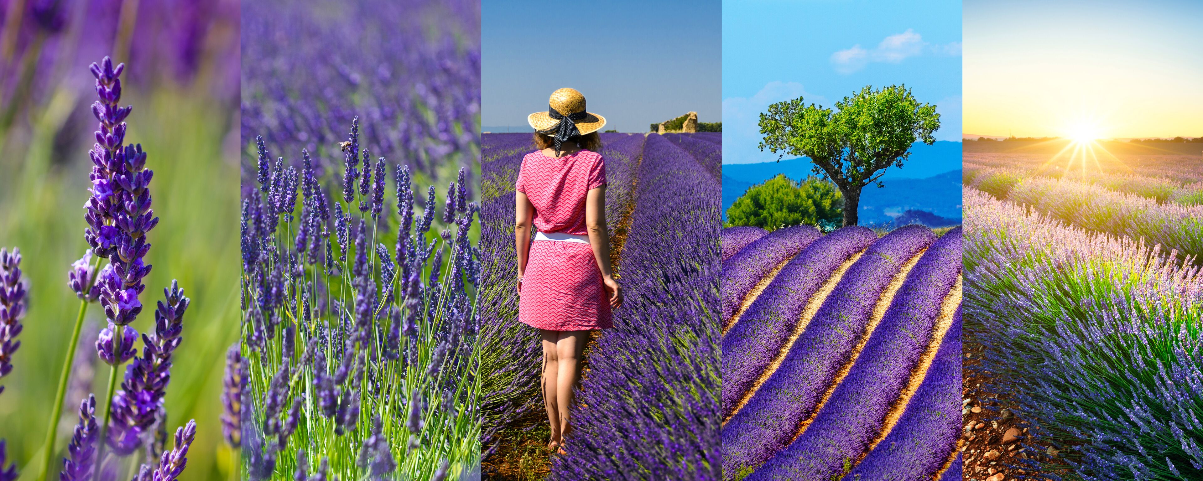 Lavender fields rectangular travel photo collage