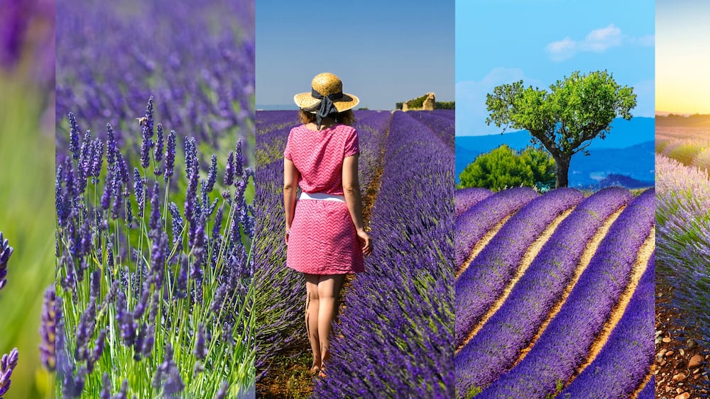 Lavender fields rectangular travel photo collage