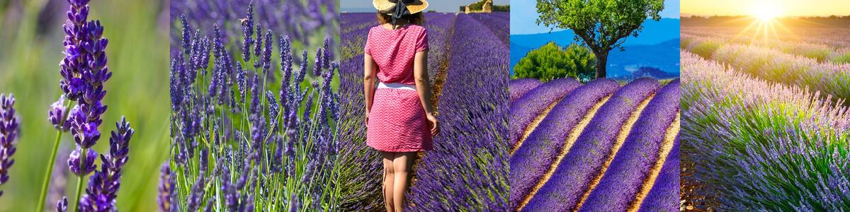 Lavender fields rectangular travel photo collage