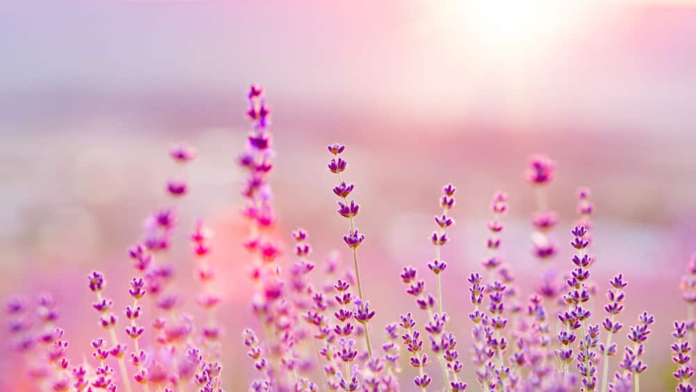 Lavender fields with a soft-focus background.