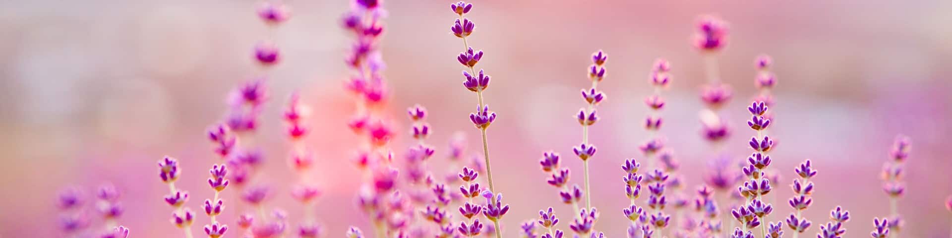 Lavender fields with a soft-focus background.