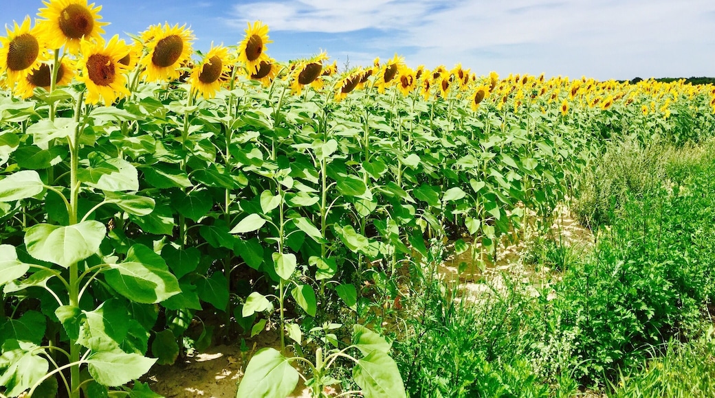 Beautiful and endless sun flower fields of France ❤️🌻☀️