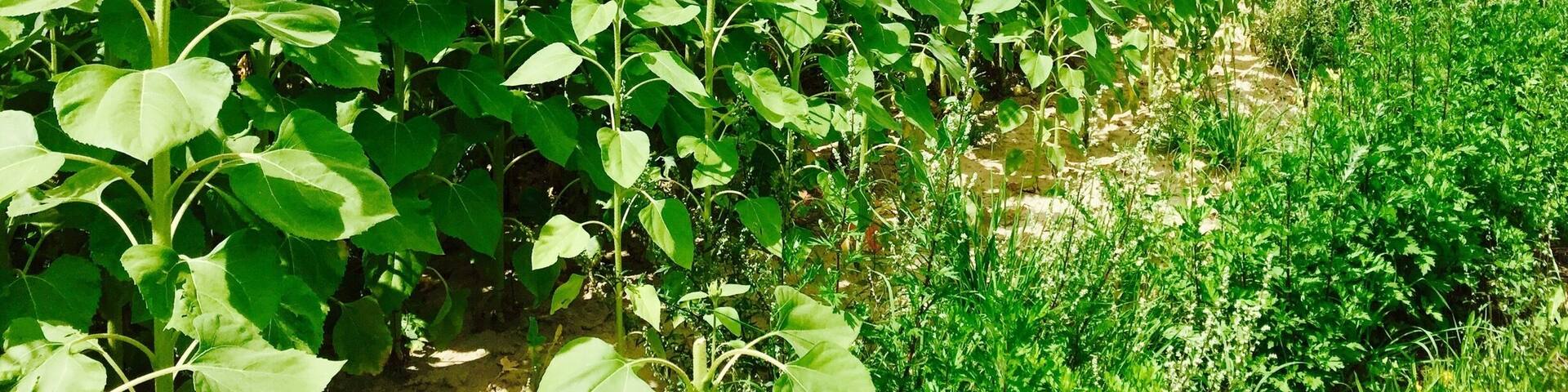 Beautiful and endless sun flower fields of France â€ïžđ»âïž