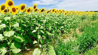 Beautiful and endless sun flower fields of France ❤️🌻☀️