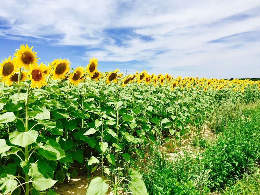 Beautiful and endless sun flower fields of France ❤️🌻☀️