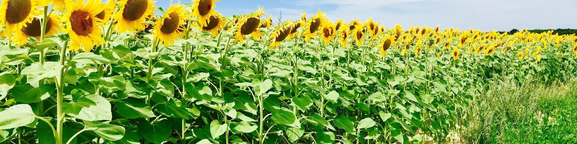 Beautiful and endless sun flower fields of France ❤️🌻☀️