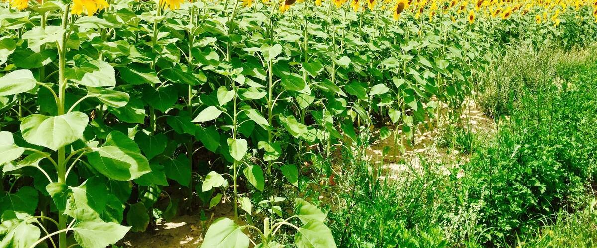 A sunflower field under a clear sky.