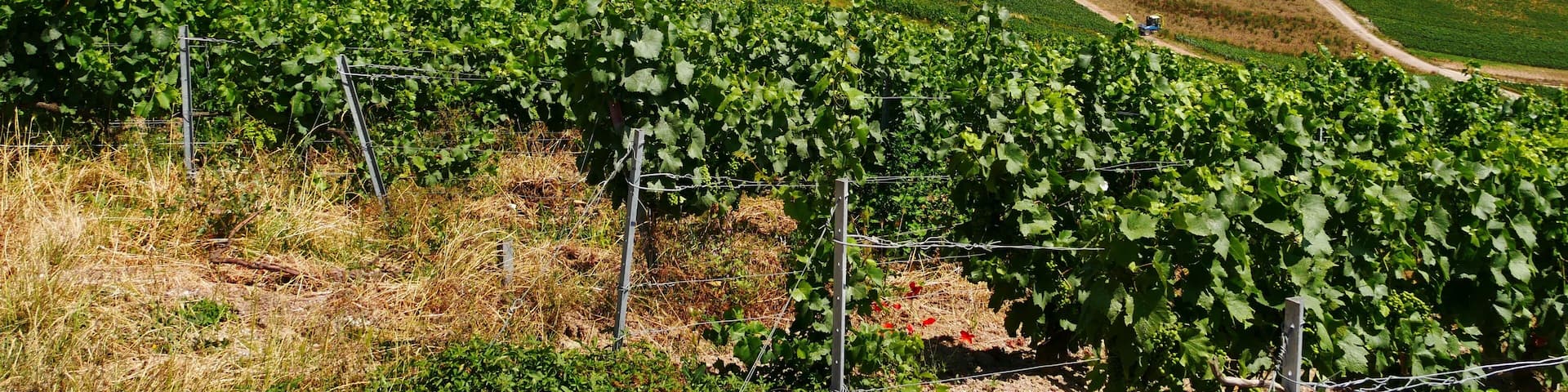 Vue sur les vignes du vignoble champenois,dans la Marne France Europe