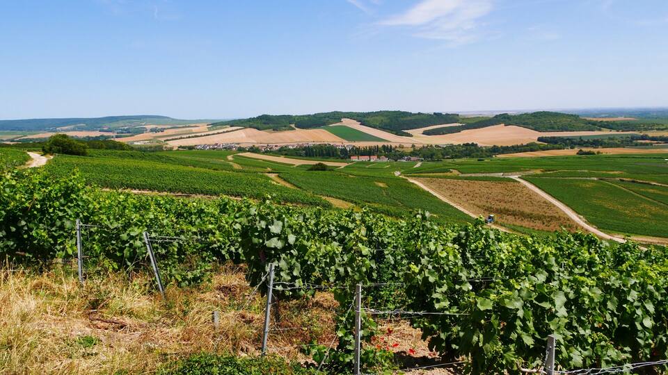 A vineyard with rows of grapevines and a distant view of rolling hills and fields.