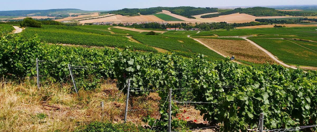 A vineyard with rows of grapevines and a distant view of rolling hills and fields.