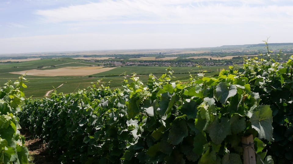 A vineyard with rows of grapevines and a panoramic view of rolling hills and fields.