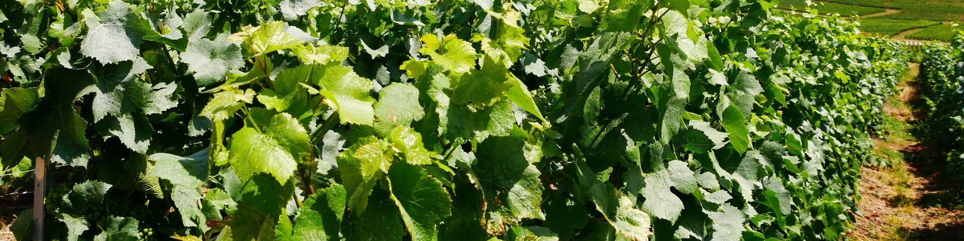 Vue sur le village de Champillon et la ville d'Epernay dans la Marne dans le vignoble champenois. France Europe