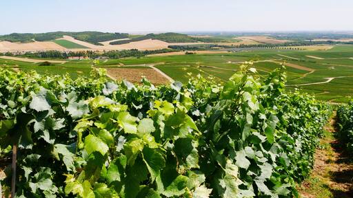 Vue sur le village de Champillon et la ville d'Epernay dans la Marne dans le vignoble champenois. France Europe