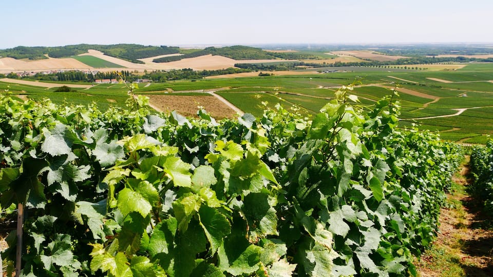 A vineyard with rows of grapevines and a distant view of rolling hills and fields.