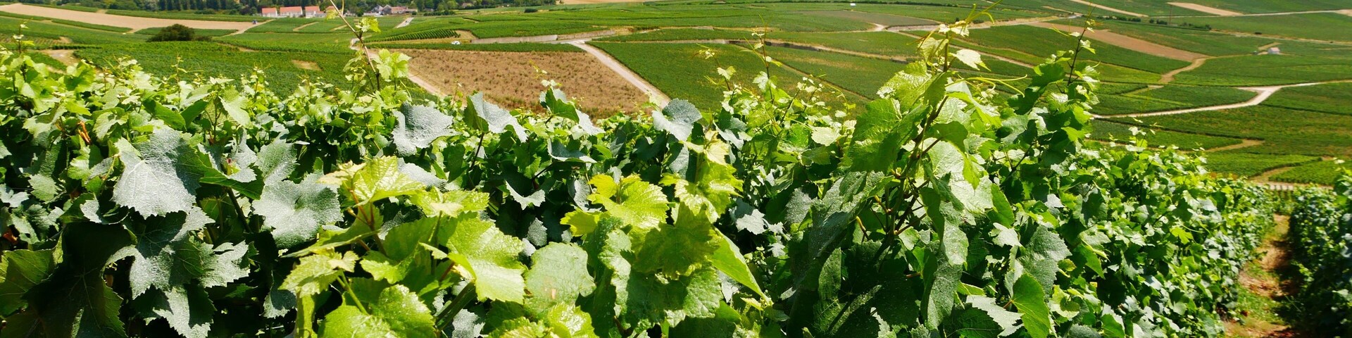 A vineyard with rows of grapevines and a distant view of rolling hills and fields.