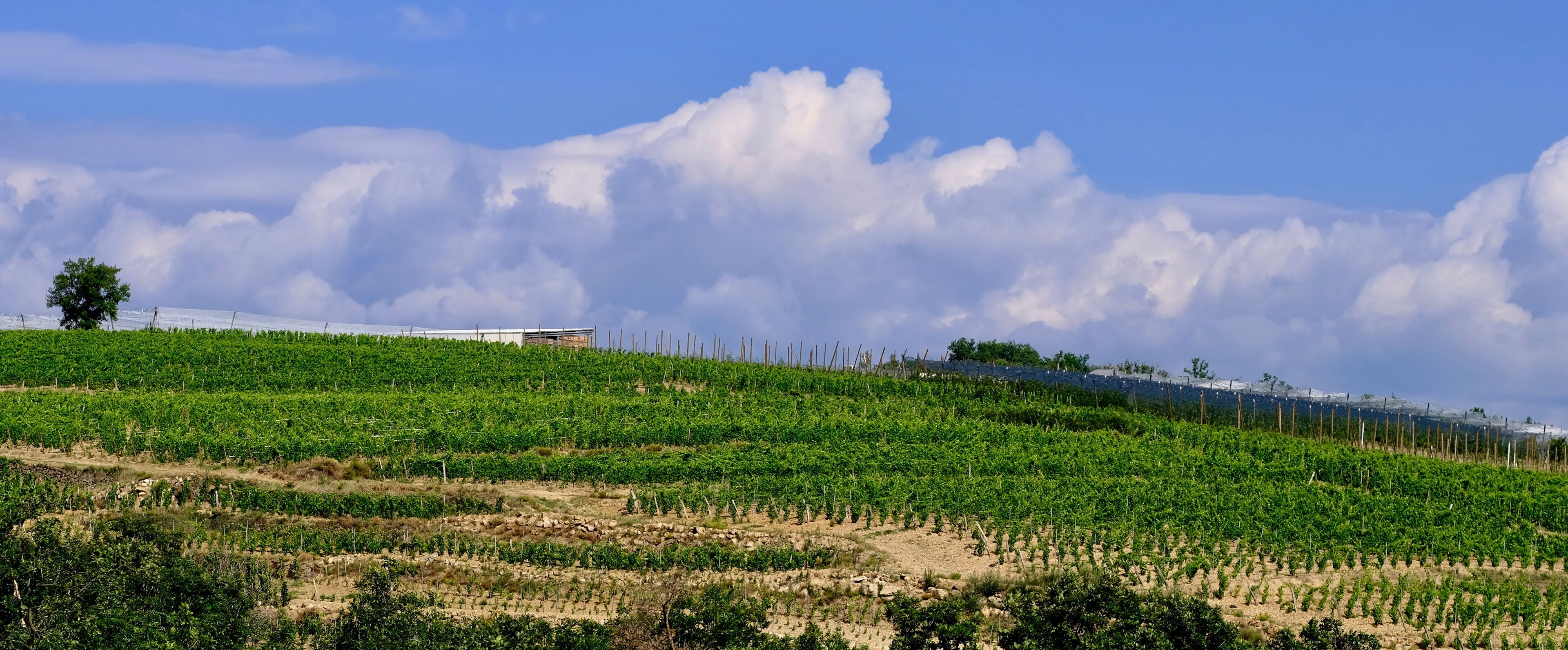 A vineyard with rows of grapevines under a partly cloudy sky.