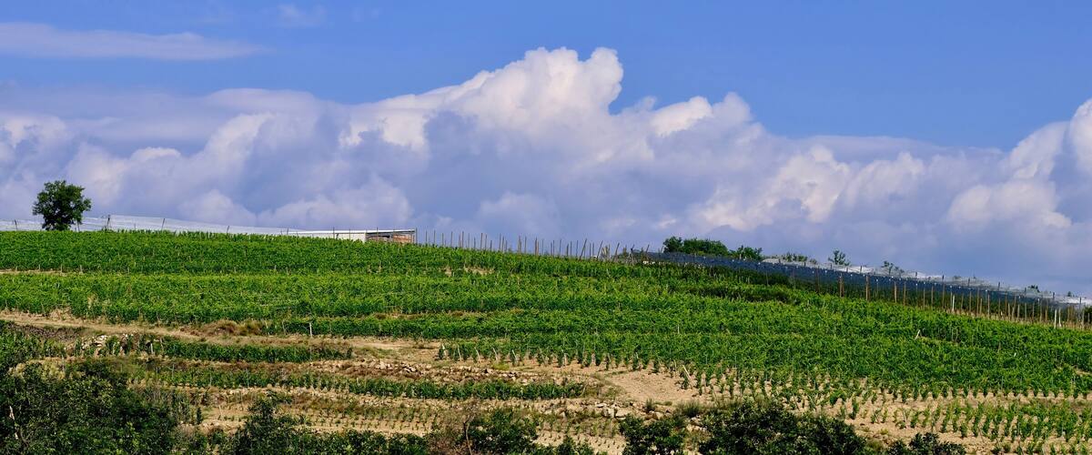 A vineyard with rows of grapevines under a partly cloudy sky.