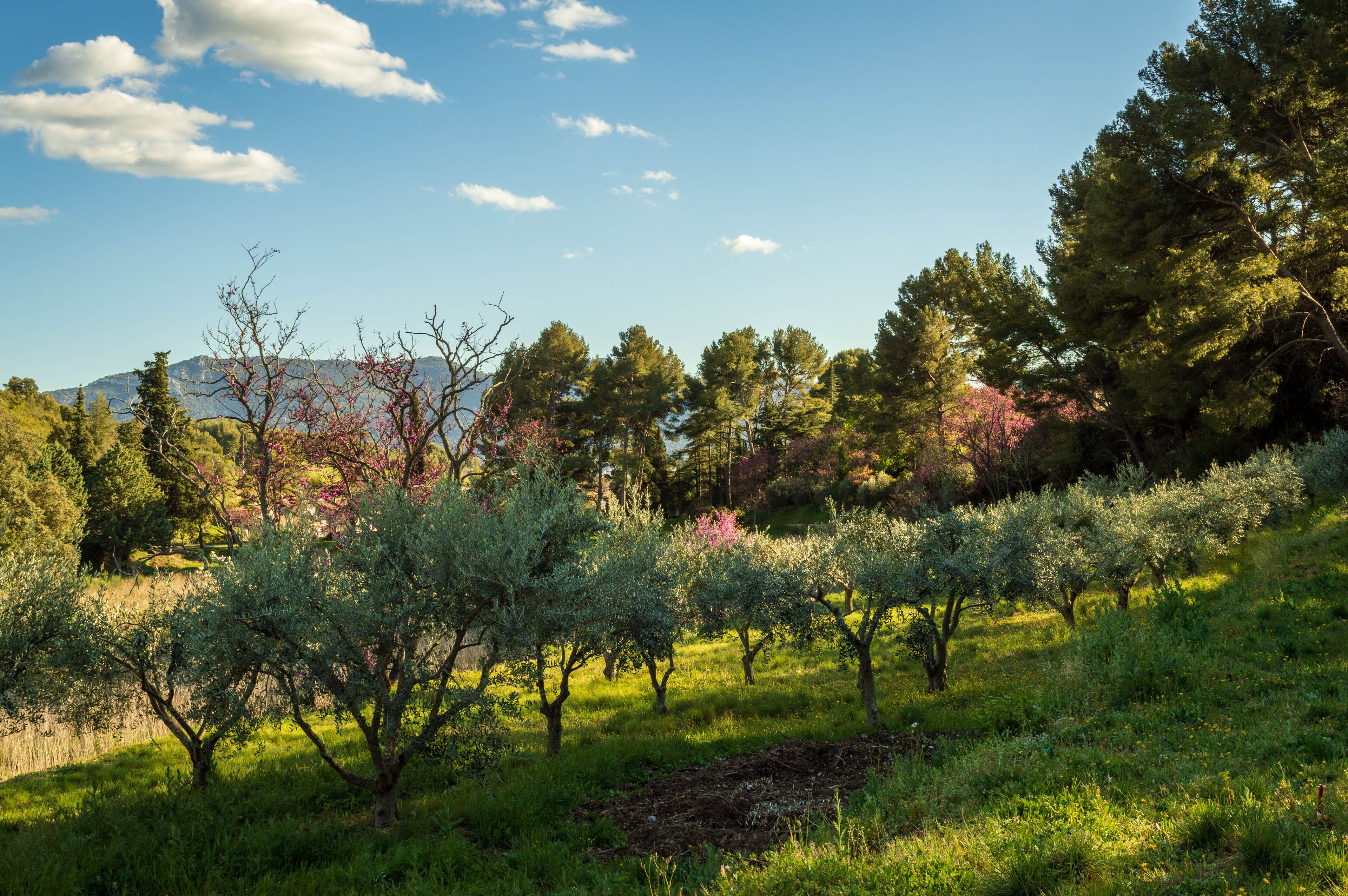 Photo of landscape from south of france