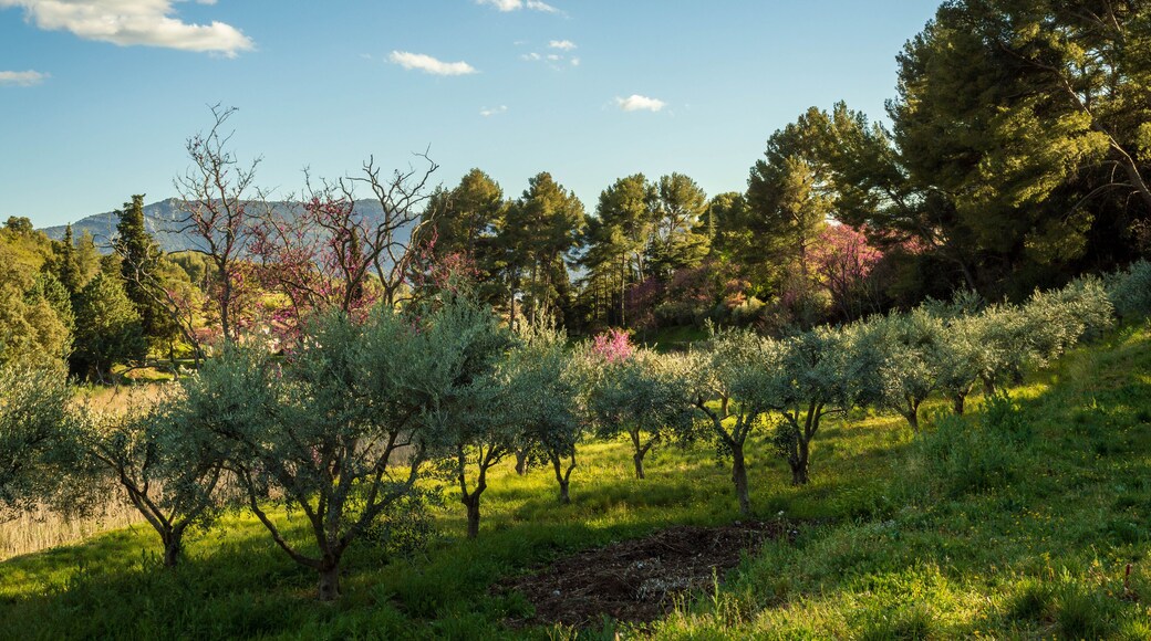 Photo of landscape from south of france