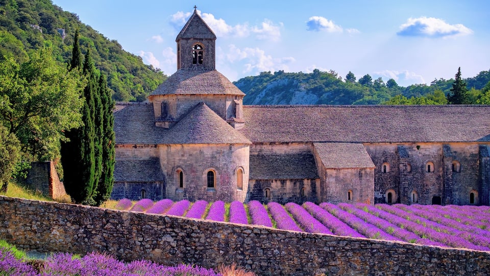 Blooming purple lavender fields at Senanque monastery, Provence, southern France