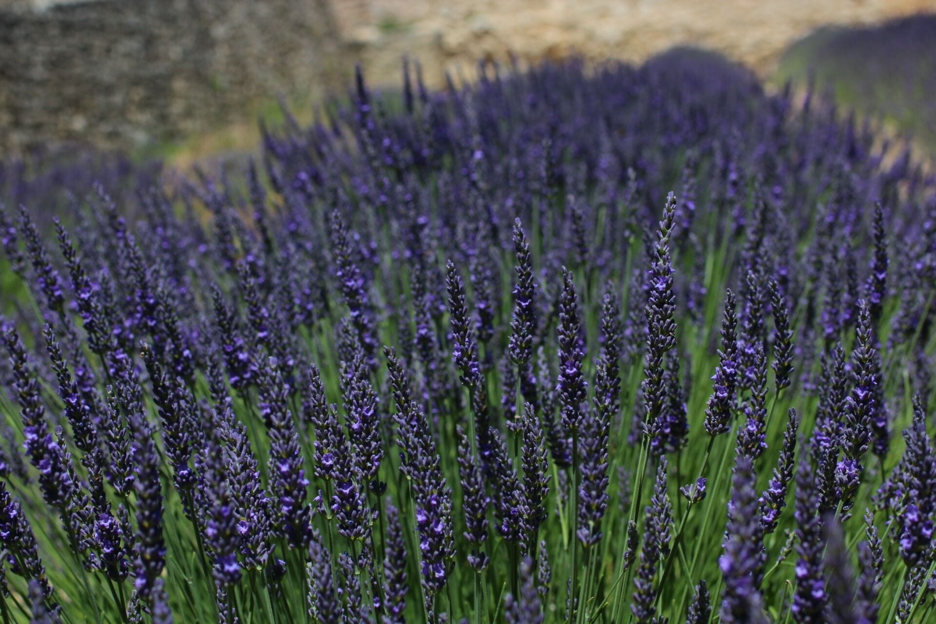 Sénanque Abbey was the highlight of my France trip. My friends and I purposely decided to make our trip around the end of June which is the start of the lavender season. Good enough there were in bloom in the region!

Fields and fields of lavenders. There is also an area of lavender that's fenced right in front of the abbey. It's most likely private just for the monks. There is a shop there where they sell everything lavender and souvenirs. There weren't that much insects and bees which is a good thing. The scent was faint through the breeze and very pretty to see rows of bloom.