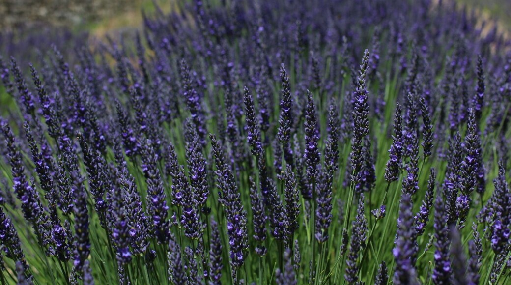 Sénanque Abbey was the highlight of my France trip. My friends and I purposely decided to make our trip around the end of June which is the start of the lavender season. Good enough there were in bloom in the region!
Fields and fields of lavenders. There is also an area of lavender that's fenced right in front of the abbey. It's most likely private just for the monks. There is a shop there where they sell everything lavender and souvenirs. There weren't that much insects and bees which is a good thing. The scent was faint through the breeze and very pretty to see rows of bloom.