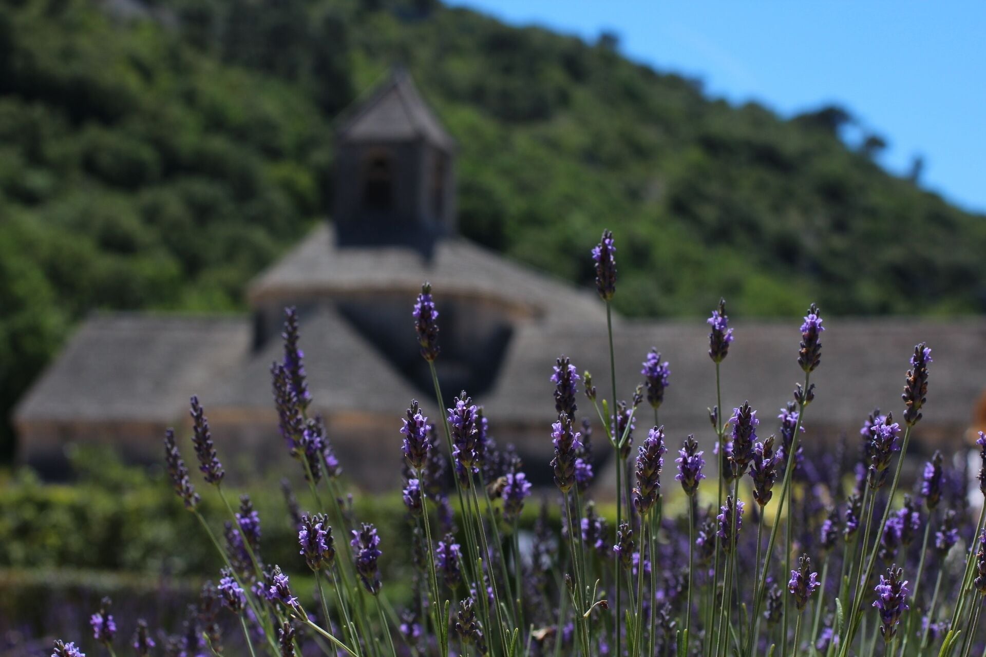 Sénanque Abbey was the highlight of my France trip. My friends and I purposely decided to make our trip around the end of June which is the start of the lavender season. Good enough there were in bloom in the region!

It was definitely a trek to get here when you don't have a car. I stayed in Marseille and did a day trip to the abbey and then hiked to Gordes. From Marseille, there is a train to Cavaillon and from there, there is one bus that goes to Gordes. Pro tip: do not go on weekends, no bus runs. This one bus doesn't run on the weekends so we hit a big dilemma on how to get to the abbey. We asked the information booth at the train station if there are taxis around. She said yes but, since it was around 1 pm that we were waiting, they are not in the lot because it's coffee time. She looked very serious saying that. True with her word, one pulled in a couple of minutes after. We asked him if he can take us to the abbey and pick us up at Gordes. He was happy to drive us to and from. 

At the abbey, oh yes, lavenders. Fields and fields of lavenders. There is also an area of lavender that's fenced right in front of the abbey. It's most likely private just for the monks. There is a shop there where they sell everything lavender and souvenirs. There weren't that much insects and bees which is a good thing. The scent was faint through the breeze and very pretty to see rows of bloom.