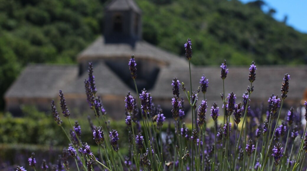Sénanque Abbey was the highlight of my France trip. My friends and I purposely decided to make our trip around the end of June which is the start of the lavender season. Good enough there were in bloom in the region!
It was definitely a trek to get here when you don't have a car. I stayed in Marseille and did a day trip to the abbey and then hiked to Gordes. From Marseille, there is a train to Cavaillon and from there, there is one bus that goes to Gordes. Pro tip: do not go on weekends, no bus runs. This one bus doesn't run on the weekends so we hit a big dilemma on how to get to the abbey. We asked the information booth at the train station if there are taxis around. She said yes but, since it was around 1 pm that we were waiting, they are not in the lot because it's coffee time. She looked very serious saying that. True with her word, one pulled in a couple of minutes after. We asked him if he can take us to the abbey and pick us up at Gordes. He was happy to drive us to and from.
At the abbey, oh yes, lavenders. Fields and fields of lavenders. There is also an area of lavender that's fenced right in front of the abbey. It's most likely private just for the monks. There is a shop there where they sell everything lavender and souvenirs. There weren't that much insects and bees which is a good thing. The scent was faint through the breeze and very pretty to see rows of bloom.