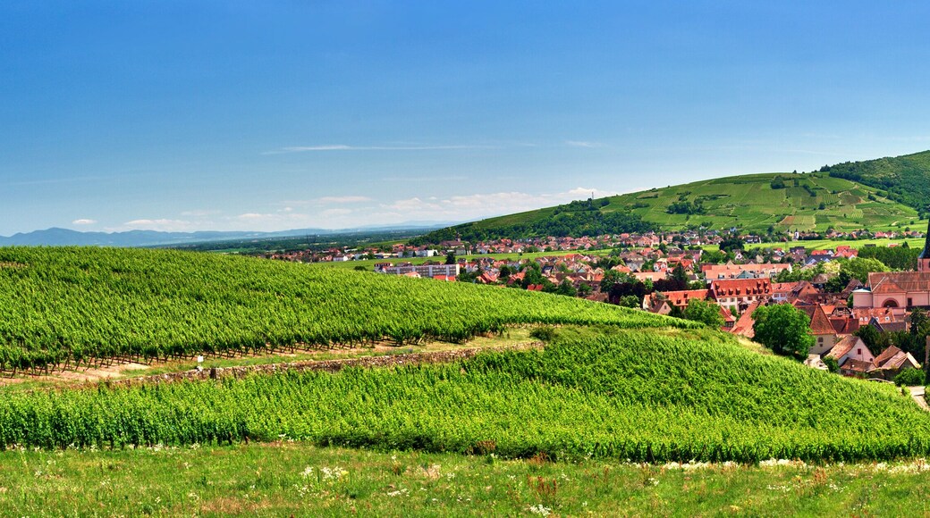 Vignoble sur les hauteurs de Turckheim , Alsace (Fr).