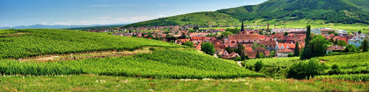 Vignoble sur les hauteurs de Turckheim , Alsace (Fr).