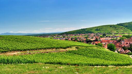 Vignoble sur les hauteurs de Turckheim , Alsace (Fr).