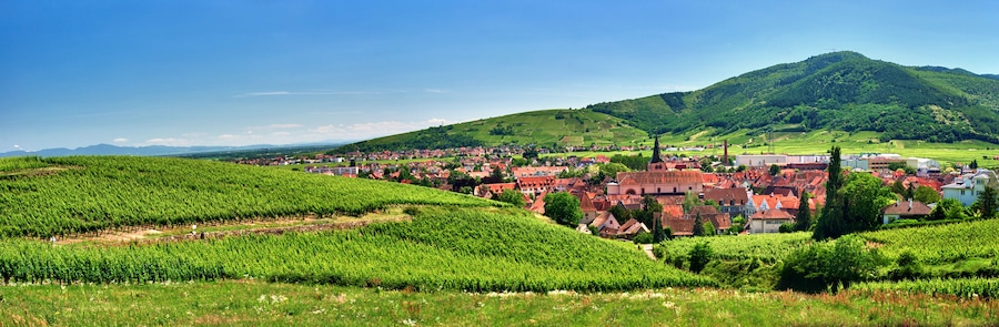 Vignoble  sur les hauteurs de Turckheim , Alsace (Fr).