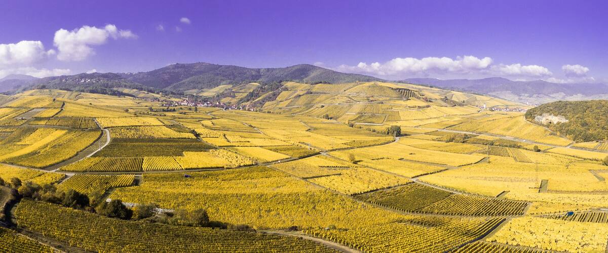 A panoramic view of terraced vineyards in a hilly landscape with distant mountains.