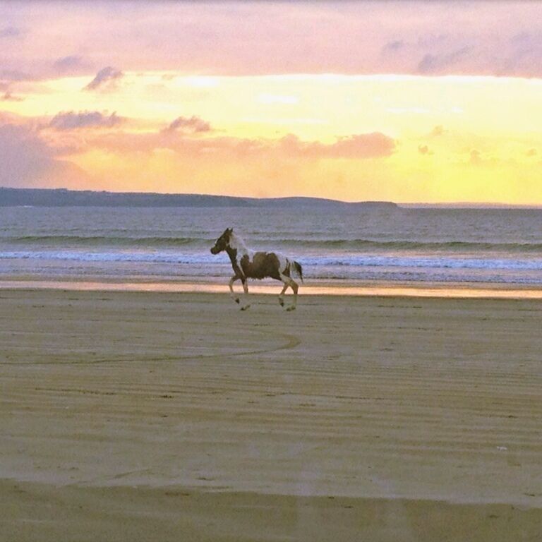 A horse out for a run on my local beach