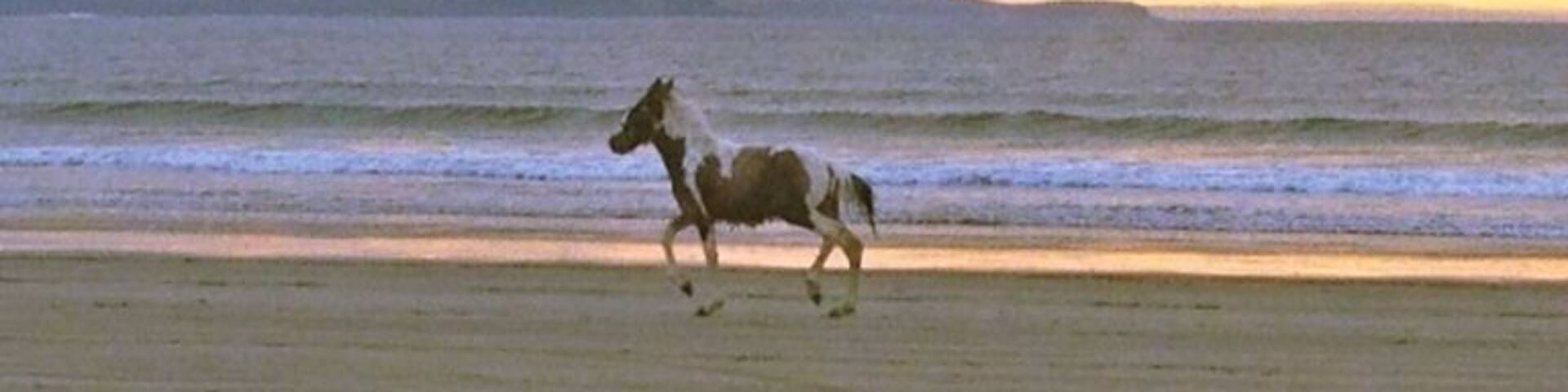 A horse out for a run on my local beach