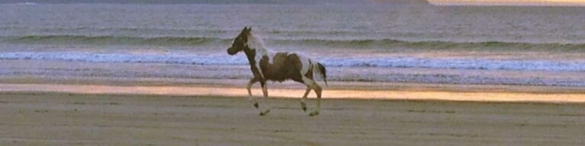 A horse out for a run on my local beach